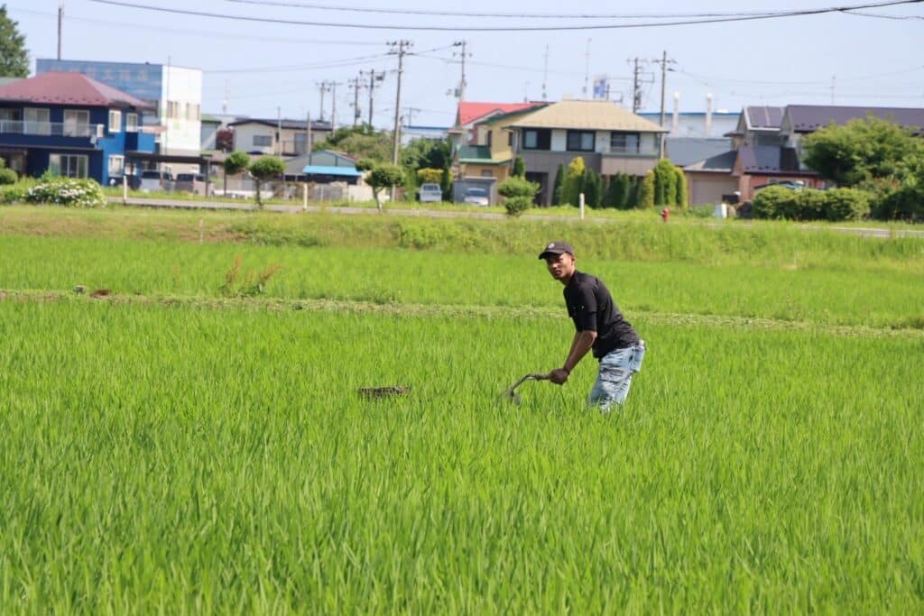 「TAUE」Vol.2 中ぼし,溝切り,畦草刈りに挑戦！