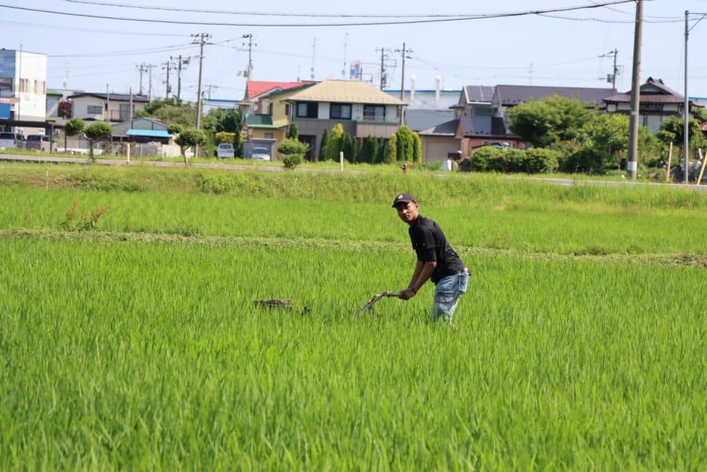「TAUE」Vol.2 中ぼし,溝切り,畦草刈りに挑戦！