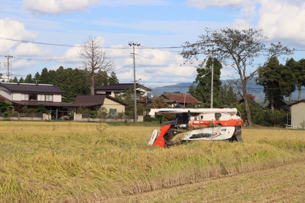 収穫だ！黄金色の稲穂を刈り取る”稲刈り”にチャレンジ‼